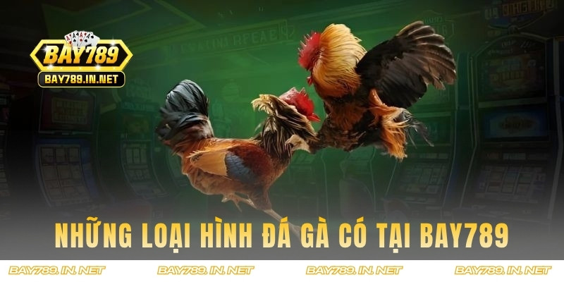 Những hình thức chọi kê có có Bay789