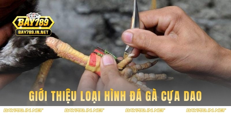 Thông tin chung cần nắm về đá gà cựa dao